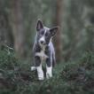 Wave, Border Collie