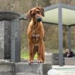 Alya, Rhodesian Ridgeback