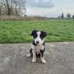 Astro, Border Collie