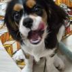 Cleo, Cavalier King Charles Spaniel