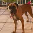 Bonnie, Boxer