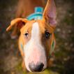 Ananas, Bull Terrier