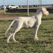 Coco, Dogo argentino
