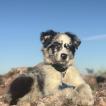 Opal, Australian Shepherd Dog