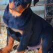 Paco, Rottweiler