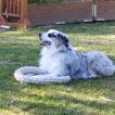 AÏTO, Australian Shepherd Dog