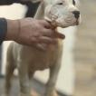 Démon, Dogo Argentino