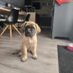 BAKY, Mastiff