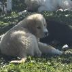 Maciatto, Pyrenean Mountain Dog