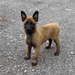 Baya alias Aby, Belgian Shepherd Dog