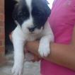 Kira, Other Dogs