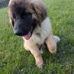 Murphy