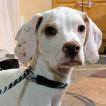 Cassie, Pointer