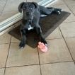 Nova