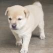 Nico, Andere Hunde
