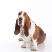TOSHI BARTUREN, Basset Hound