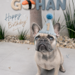 Gohan