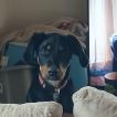 Balou, Beauceron Beauce Shepherd