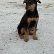 Natsuki, Beauceron Beauce Shepherd