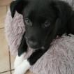woody, Border Collie