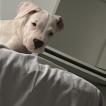 Frida del castelo - Moeda, Dogo Argentino