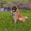 Aslan
