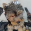 Kali Susy, Yorkshire Terrier
