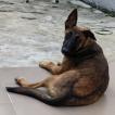 Brina