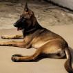 Brina