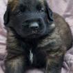 Bounty, Leonberg