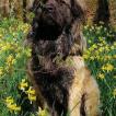Pagaille, Leonberg