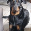Asta, Pastor Beauceron