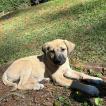 Cacau, Kangal