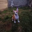 Lady B, Outros cães