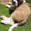 Baloo
