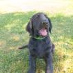 Grace, Flat-Coated Retriever