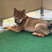 Eika, Shiba