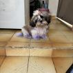 Petit