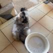 Petit, Shih Tzu