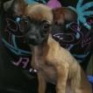 Lola