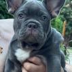Theo, Französische Bulldogge