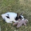 Rocco, Papillon