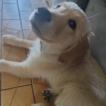 Socks, Golden Retriever