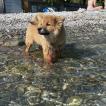 Biscoff, Eurasier