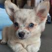 Bao, Chihuahua