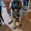 Murphy