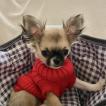 Yoda, Chihuahua