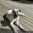 Nala, Dogo Canario