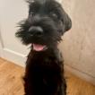 Gina, Schnauzer