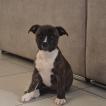 Bora, Staffordshire Bull Terrier